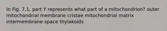 In Fig. 7.1, part Y represents what part of a mitochondrion? outer mitochondrial membrane cristae mitochondrial matrix intermembrane space thylakoids