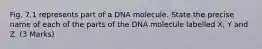 Fig. 7.1 represents part of a DNA molecule. State the precise name of each of the parts of the DNA molecule labelled X, Y and Z. (3 Marks)