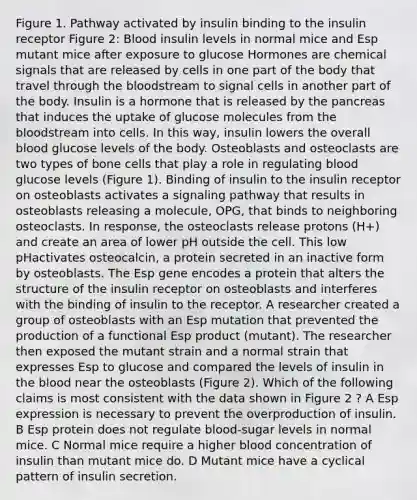 Figure 1. Pathway activated by insulin binding to the insulin receptor Figure 2: Blood insulin levels in normal mice and Esp mutant mice after exposure to glucose Hormones are chemical signals that are released by cells in one part of the body that travel through the bloodstream to signal cells in another part of the body. Insulin is a hormone that is released by the pancreas that induces the uptake of glucose molecules from the bloodstream into cells. In this way, insulin lowers the overall blood glucose levels of the body. Osteoblasts and osteoclasts are two types of bone cells that play a role in regulating blood glucose levels (Figure 1). Binding of insulin to the insulin receptor on osteoblasts activates a signaling pathway that results in osteoblasts releasing a molecule, OPG, that binds to neighboring osteoclasts. In response, the osteoclasts release protons (H+) and create an area of lower pH outside the cell. This low pHactivates osteocalcin, a protein secreted in an inactive form by osteoblasts. The Esp gene encodes a protein that alters the structure of the insulin receptor on osteoblasts and interferes with the binding of insulin to the receptor. A researcher created a group of osteoblasts with an Esp mutation that prevented the production of a functional Esp product (mutant). The researcher then exposed the mutant strain and a normal strain that expresses Esp to glucose and compared the levels of insulin in the blood near the osteoblasts (Figure 2). Which of the following claims is most consistent with the data shown in Figure 2 ? A Esp expression is necessary to prevent the overproduction of insulin. B Esp protein does not regulate blood-sugar levels in normal mice. C Normal mice require a higher blood concentration of insulin than mutant mice do. D Mutant mice have a cyclical pattern of insulin secretion.