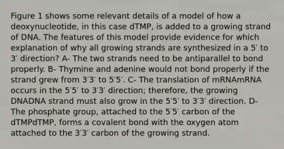 Figure 1 shows some relevant details of a model of how a deoxynucleotide, in this case dTMP, is added to a growing strand of DNA. The features of this model provide evidence for which explanation of why all growing strands are synthesized in a 5′ to 3′ direction? A- The two strands need to be antiparallel to bond properly. B- Thymine and adenine would not bond properly if the strand grew from 3′3′ to 5′5′. C- The translation of mRNAmRNA occurs in the 5′5′ to 3′3′ direction; therefore, the growing DNADNA strand must also grow in the 5′5′ to 3′3′ direction. D- The phosphate group, attached to the 5′5′ carbon of the dTMPdTMP, forms a covalent bond with the oxygen atom attached to the 3′3′ carbon of the growing strand.