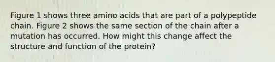 Figure 1 shows three amino acids that are part of a polypeptide chain. Figure 2 shows the same section of the chain after a mutation has occurred. How might this change affect the structure and function of the protein?