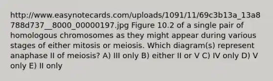 http://www.easynotecards.com/uploads/1091/11/69c3b13a_13a8788d737__8000_00000197.jpg Figure 10.2 of a single pair of homologous chromosomes as they might appear during various stages of either mitosis or meiosis. Which diagram(s) represent anaphase II of meiosis? A) III only B) either II or V C) IV only D) V only E) II only