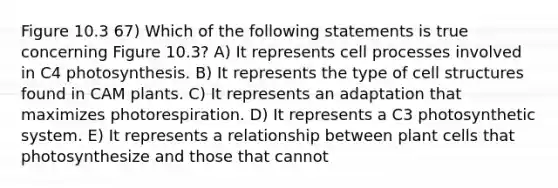 Figure 10.3 67) Which of the following statements is true concerning Figure 10.3? A) It represents cell processes involved in C4 photosynthesis. B) It represents the type of cell structures found in CAM plants. C) It represents an adaptation that maximizes photorespiration. D) It represents a C3 photosynthetic system. E) It represents a relationship between plant cells that photosynthesize and those that cannot