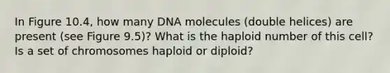 In Figure 10.4, how many DNA molecules (double helices) are present (see Figure 9.5)? What is the haploid number of this cell? Is a set of chromosomes haploid or diploid?