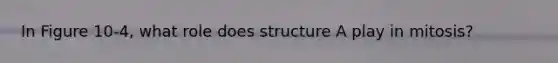 In Figure 10-4, what role does structure A play in mitosis?