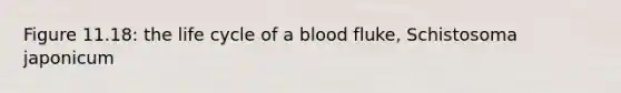 Figure 11.18: the life cycle of a blood fluke, Schistosoma japonicum