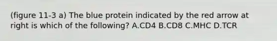 (figure 11-3 a) The blue protein indicated by the red arrow at right is which of the following? A.CD4 B.CD8 C.MHC D.TCR