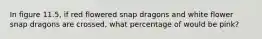 In figure 11.5, if red flowered snap dragons and white flower snap dragons are crossed, what percentage of would be pink?