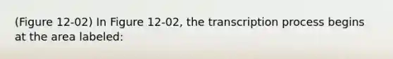 (Figure 12-02) In Figure 12-02, the transcription process begins at the area labeled: