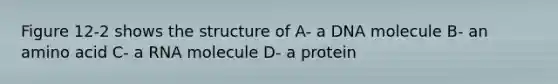 Figure 12-2 shows the structure of A- a DNA molecule B- an amino acid C- a RNA molecule D- a protein