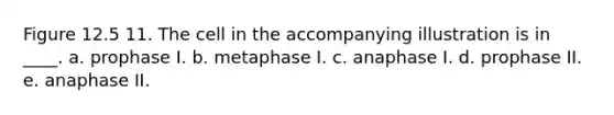 Figure 12.5 11. The cell in the accompanying illustration is in ____. a. prophase I. b. metaphase I. c. anaphase I. d. prophase II. e. anaphase II.