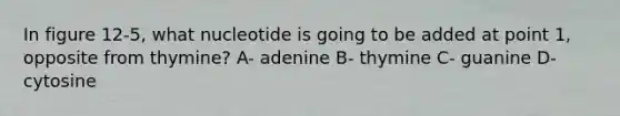 In figure 12-5, what nucleotide is going to be added at point 1, opposite from thymine? A- adenine B- thymine C- guanine D- cytosine