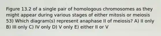 Figure 13.2 of a single pair of homologous chromosomes as they might appear during various stages of either mitosis or meiosis 53) Which diagram(s) represent anaphase II of meiosis? A) II only B) III only C) IV only D) V only E) either II or V