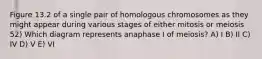 Figure 13.2 of a single pair of homologous chromosomes as they might appear during various stages of either mitosis or meiosis 52) Which diagram represents anaphase I of meiosis? A) I B) II C) IV D) V E) VI