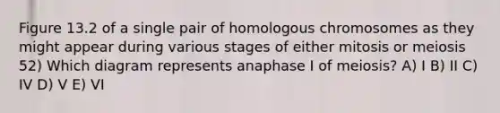 Figure 13.2 of a single pair of homologous chromosomes as they might appear during various stages of either mitosis or meiosis 52) Which diagram represents anaphase I of meiosis? A) I B) II C) IV D) V E) VI