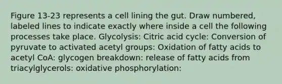 Figure 13-23 represents a cell lining the gut. Draw numbered, labeled lines to indicate exactly where inside a cell the following processes take place. Glycolysis: Citric acid cycle: Conversion of pyruvate to activated acetyl groups: Oxidation of fatty acids to acetyl CoA: glycogen breakdown: release of fatty acids from triacylglycerols: oxidative phosphorylation: