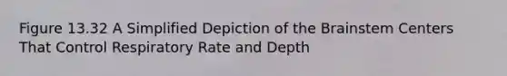 Figure 13.32 A Simplified Depiction of the Brainstem Centers That Control Respiratory Rate and Depth