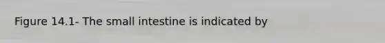Figure 14.1- The small intestine is indicated by