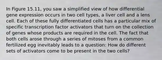 In Figure 15.11, you saw a simplified view of how differential gene expression occurs in two cell types, a liver cell and a lens cell. Each of these fully differentiated cells has a particular mix of specific transcription factor activators that turn on the collection of genes whose products are required in the cell. The fact that both cells arose through a series of mitoses from a common fertilized egg inevitably leads to a question: How do different sets of activators come to be present in the two cells?