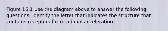 Figure 16.1 Use the diagram above to answer the following questions. Identify the letter that indicates the structure that contains receptors for rotational acceleration.