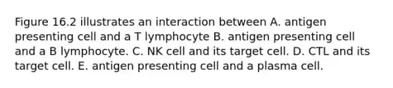 Figure 16.2 illustrates an interaction between A. antigen presenting cell and a T lymphocyte B. antigen presenting cell and a B lymphocyte. C. NK cell and its target cell. D. CTL and its target cell. E. antigen presenting cell and a plasma cell.