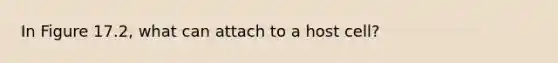 In Figure 17.2, what can attach to a host cell?