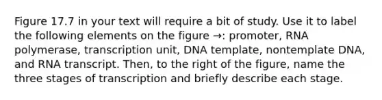 Figure 17.7 in your text will require a bit of study. Use it to label the following elements on the figure →: promoter, RNA polymerase, transcription unit, DNA template, nontemplate DNA, and RNA transcript. Then, to the right of the figure, name the three stages of transcription and briefly describe each stage.