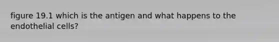 figure 19.1 which is the antigen and what happens to the endothelial cells?