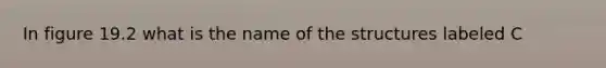 In figure 19.2 what is the name of the structures labeled C