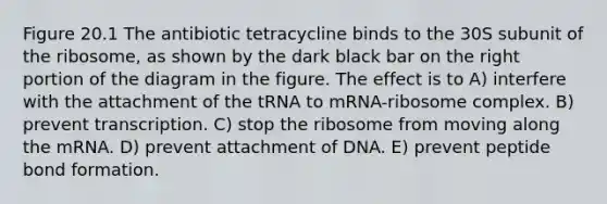 Figure 20.1 The antibiotic tetracycline binds to the 30S subunit of the ribosome, as shown by the dark black bar on the right portion of the diagram in the figure. The effect is to A) interfere with the attachment of the tRNA to mRNA-ribosome complex. B) prevent transcription. C) stop the ribosome from moving along the mRNA. D) prevent attachment of DNA. E) prevent peptide bond formation.