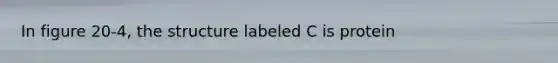In figure 20-4, the structure labeled C is protein