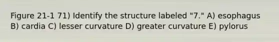 Figure 21-1 71) Identify the structure labeled "7." A) esophagus B) cardia C) lesser curvature D) greater curvature E) pylorus