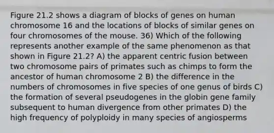 Figure 21.2 shows a diagram of blocks of genes on human chromosome 16 and the locations of blocks of similar genes on four chromosomes of the mouse. 36) Which of the following represents another example of the same phenomenon as that shown in Figure 21.2? A) the apparent centric fusion between two chromosome pairs of primates such as chimps to form the ancestor of human chromosome 2 B) the difference in the numbers of chromosomes in five species of one genus of birds C) the formation of several pseudogenes in the globin gene family subsequent to human divergence from other primates D) the high frequency of polyploidy in many species of angiosperms