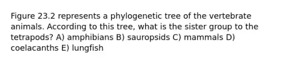 Figure 23.2 represents a phylogenetic tree of the vertebrate animals. According to this tree, what is the sister group to the tetrapods? A) amphibians B) sauropsids C) mammals D) coelacanths E) lungfish