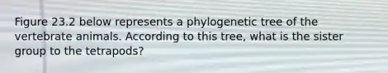 Figure 23.2 below represents a phylogenetic tree of the vertebrate animals. According to this tree, what is the sister group to the tetrapods?