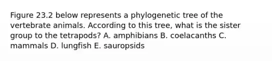 Figure 23.2 below represents a phylogenetic tree of the vertebrate animals. According to this tree, what is the sister group to the tetrapods? A. amphibians B. coelacanths C. mammals D. lungfish E. sauropsids