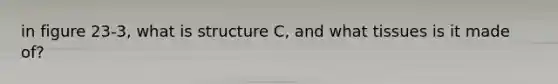 in figure 23-3, what is structure C, and what tissues is it made of?