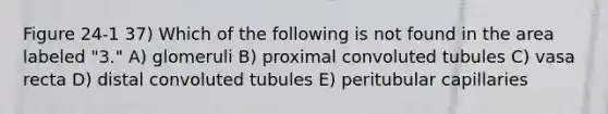 Figure 24-1 37) Which of the following is not found in the area labeled "3." A) glomeruli B) proximal convoluted tubules C) vasa recta D) distal convoluted tubules E) peritubular capillaries