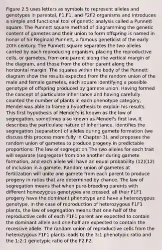 Figure 2.5 uses letters as symbols to represent alleles and genotypes in parental, F1,F1, and F2F2 organisms and introduces a simple and functional tool of genetic analysis called a Punnett square. The Punnett square method of diagramming the genetic content of gametes and their union to form offspring is named in honor of Sir Reginald Punnett, a famous geneticist of the early 20th century. The Punnett square separates the two alleles carried by each reproducing organism, placing the reproductive cells, or gametes, from one parent along the vertical margin of the diagram, and those from the other parent along the horizontal margin. The squares within the body of the Punnett diagram show the results expected from the random union of the male and female gametes, each square identifying a possible genotype of offspring produced by gamete union. Having formed the concept of particulate inheritance and having carefully counted the number of plants in each phenotype category, Mendel was able to frame a hypothesis to explain his results. This first hypothesis of Mendel's is known as the law of segregation, sometimes also known as Mendel's first law. It describes the particulate nature of inheritance, identifies the segregation (separation) of alleles during gamete formation (we discuss this process more fully in Chapter 3), and proposes the random union of gametes to produce progeny in predictable proportions: The law of segregation The two alleles for each trait will separate (segregate) from one another during gamete formation, and each allele will have an equal probability (12)(12) of inclusion in a gamete. Random union of gametes at fertilization will unite one gamete from each parent to produce progeny in ratios that are determined by chance. The law of segregation means that when pure-breeding parents with different homozygous genotypes are crossed, all their F1F1 progeny have the dominant phenotype and have a heterozygous genotype. In the case of reproduction of heterozygous F1F1 plants, the law of segregation means that one-half of the reproductive cells of each F1F1 parent are expected to contain the dominant allele and one-half are expected to contain the recessive allele. The random union of reproductive cells from the heterozygous F1F1 plants leads to the 3:1 phenotypic ratio and the 1:2:1 genotypic ratio of the F2.F2.