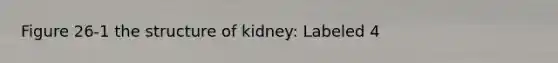 Figure 26-1 the structure of kidney: Labeled 4