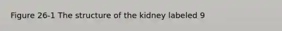 Figure 26-1 The structure of the kidney labeled 9