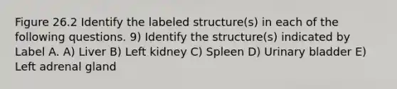 Figure 26.2 Identify the labeled structure(s) in each of the following questions. 9) Identify the structure(s) indicated by Label A. A) Liver B) Left kidney C) Spleen D) Urinary bladder E) Left adrenal gland