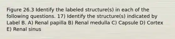 Figure 26.3 Identify the labeled structure(s) in each of the following questions. 17) Identify the structure(s) indicated by Label B. A) Renal papilla B) Renal medulla C) Capsule D) Cortex E) Renal sinus