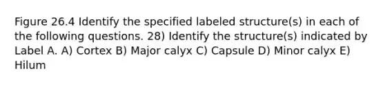 Figure 26.4 Identify the specified labeled structure(s) in each of the following questions. 28) Identify the structure(s) indicated by Label A. A) Cortex B) Major calyx C) Capsule D) Minor calyx E) Hilum