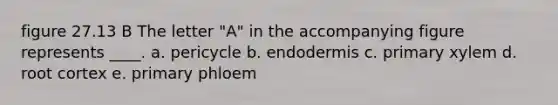 figure 27.13 B The letter "A" in the accompanying figure represents ____. a. ​pericycle b. ​endodermis c. ​primary xylem d. ​root cortex e. ​primary phloem