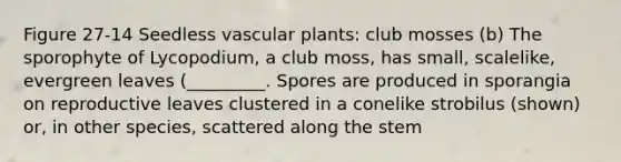 Figure 27-14 Seedless vascular plants: club mosses (b) The sporophyte of Lycopodium, a club moss, has small, scalelike, evergreen leaves (_________. Spores are produced in sporangia on reproductive leaves clustered in a conelike strobilus (shown) or, in other species, scattered along the stem