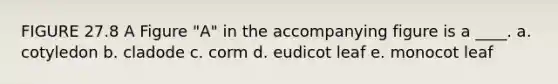 FIGURE 27.8 A Figure "A" in the accompanying figure is a ____.​ a. ​cotyledon b. ​cladode c. ​corm d. ​eudicot leaf e. ​monocot leaf