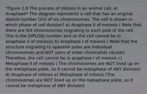 *Figure 2.8 The process of mitosis in an animal cell. e) Anaphase* The diagram represents a cell that has an original diploid number (2n) of six chromosomes. The cell is shown in which phase of cell division? a) Anaphase II of meiosis ( Note that there are SIX chromosomes migrating to each pole of the cell. This is the DIPLOID number and so the cell cannot be in anaphase II of meiosis) b) Anaphase I of meiosis ( Note that the structure migrating to opposite poles are individual chromosomes and NOT pairs of sister chromatids (dyads). Therefore, the cell cannot be in anaphase I of meiosis c) Metaphase II of meiosis ( The chromosomes are NOT lined up on the metaphase plate, so it cannot be metaphase of ANY division) d) Anaphase of mitosis e) Metaphase of mitosis (The chromosomes are NOT lined up on the metaphase plate, so it cannot be metaphase of ANY division)