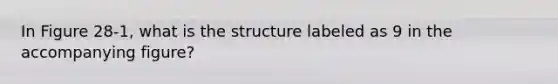 In Figure 28-1, what is the structure labeled as 9 in the accompanying figure?