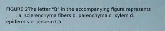 FIGURE 2The letter "B" in the accompanying figure represents ____. a. ​sclerenchyma fibers b. ​parenchyma c. ​xylem d. ​epidermis e. ​phloem7.5